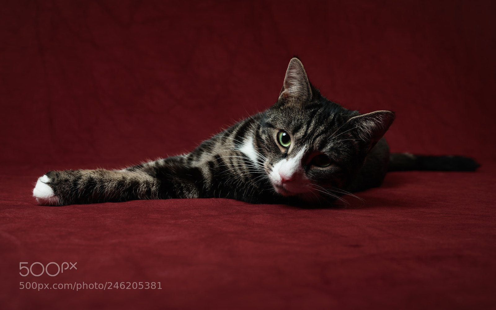 Nikon D810 sample photo. 'red carpet treatment' photography