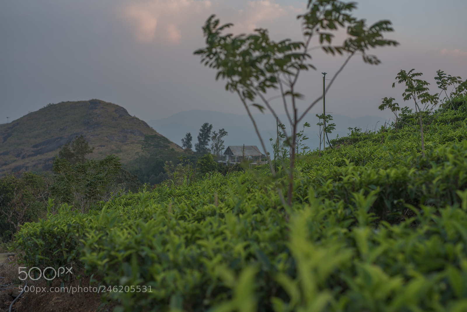 Nikon D810 sample photo. Simple view photography
