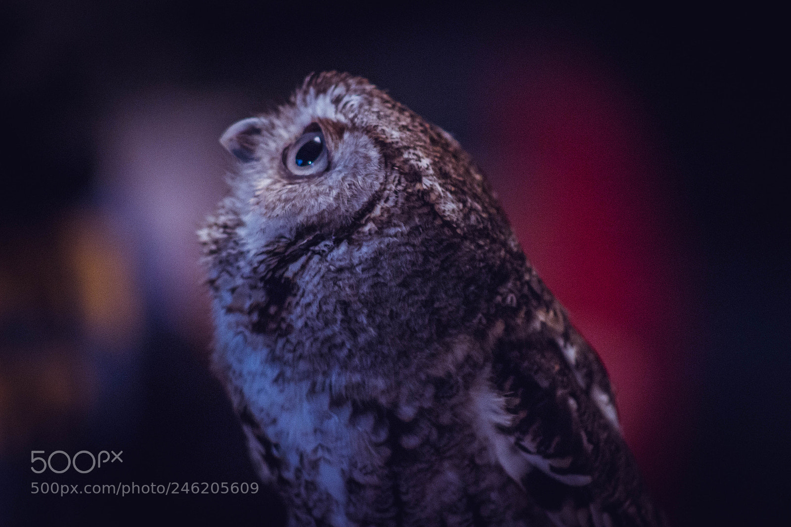 Canon EOS 100D (EOS Rebel SL1 / EOS Kiss X7) sample photo. Screech owl photography