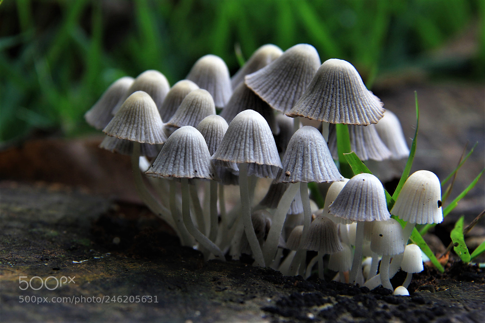 Canon EOS 60D sample photo. Mushrooms photography