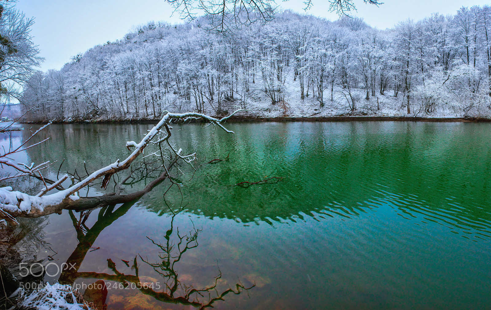Nikon D800E sample photo. Tree photography