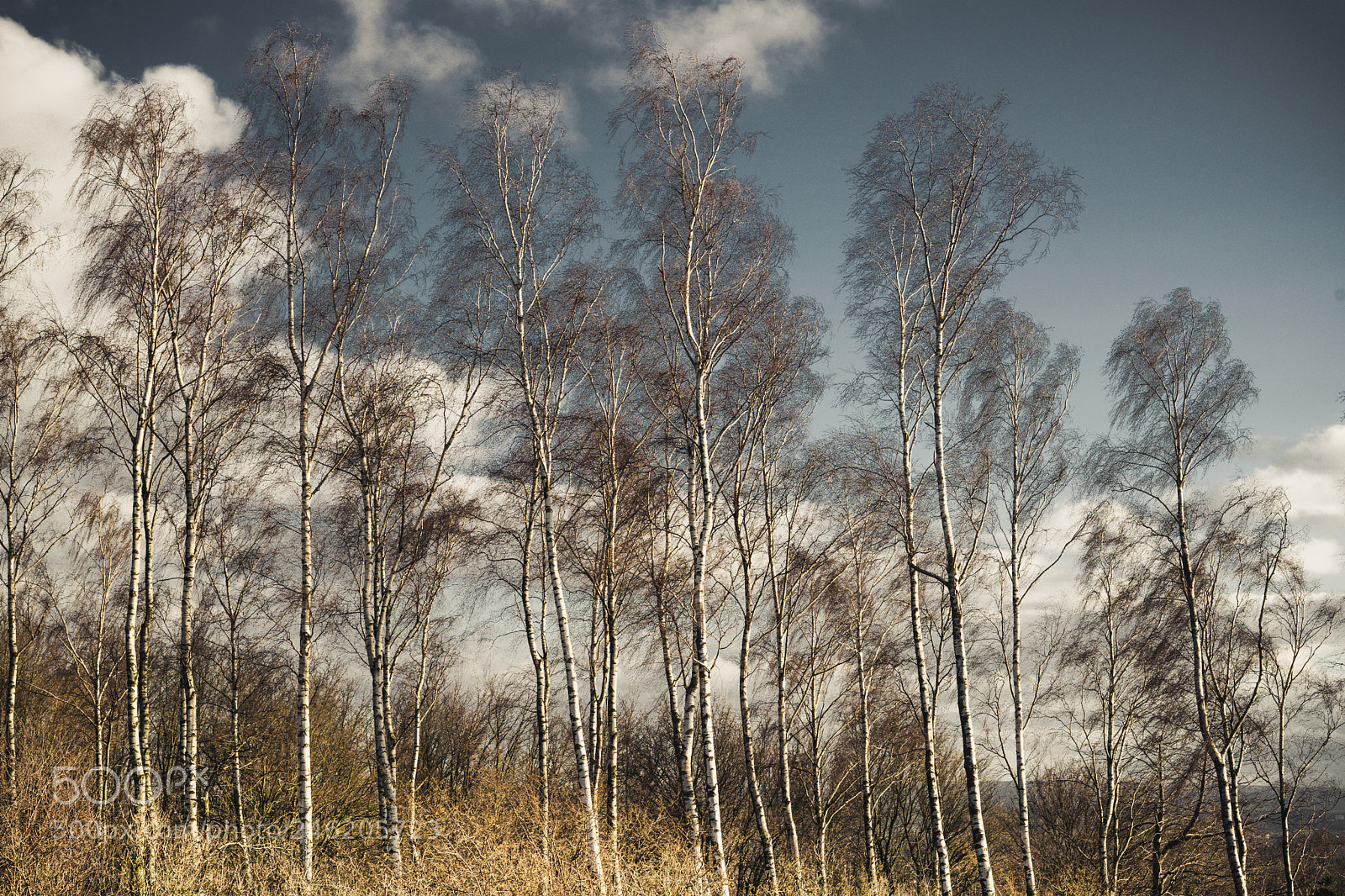 Sony a7 sample photo. Birch grove photography