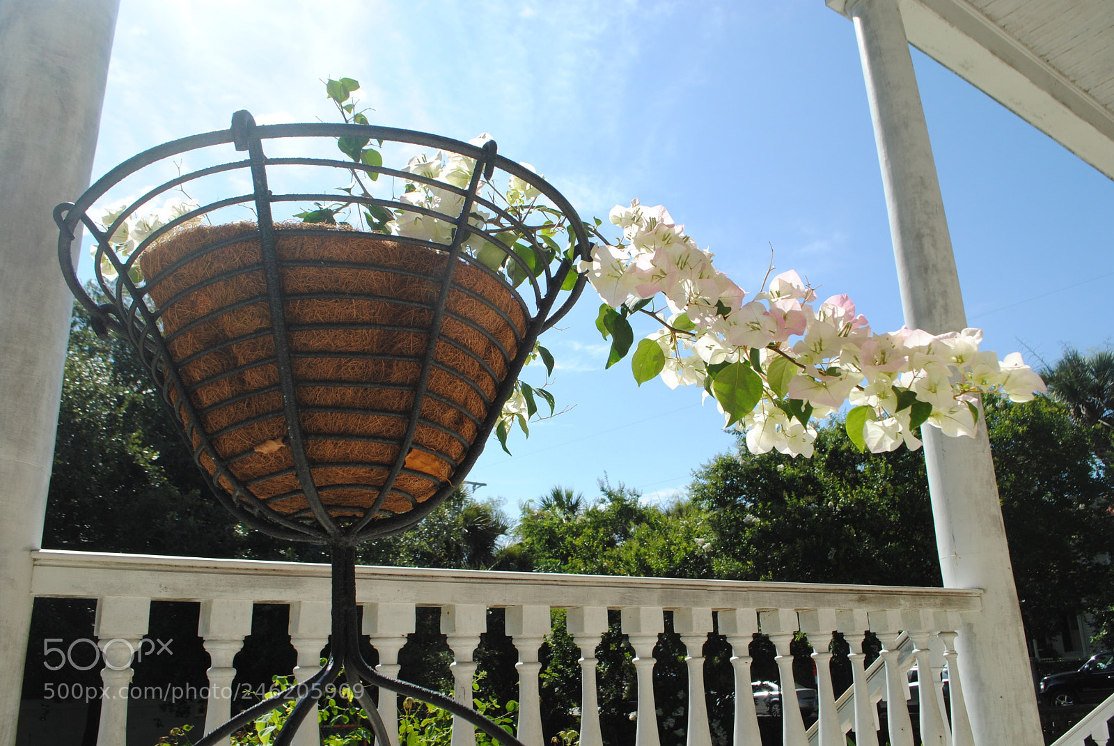 Nikon D3000 sample photo. Flower basket photography