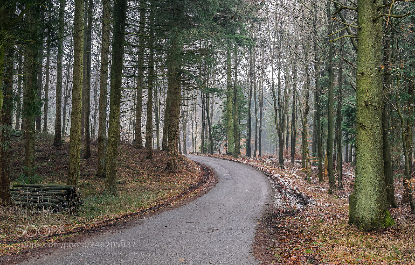 Sony a7 sample photo. Forestry road photography