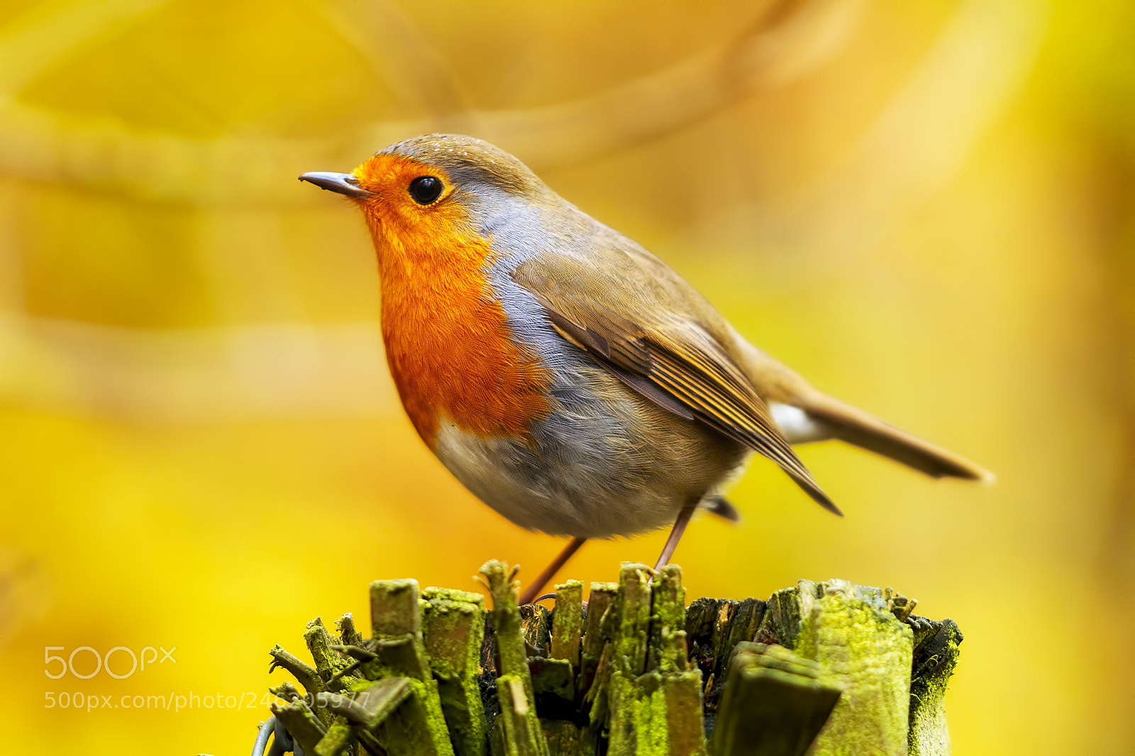 Canon EOS 60D sample photo. Robin (20452) photography