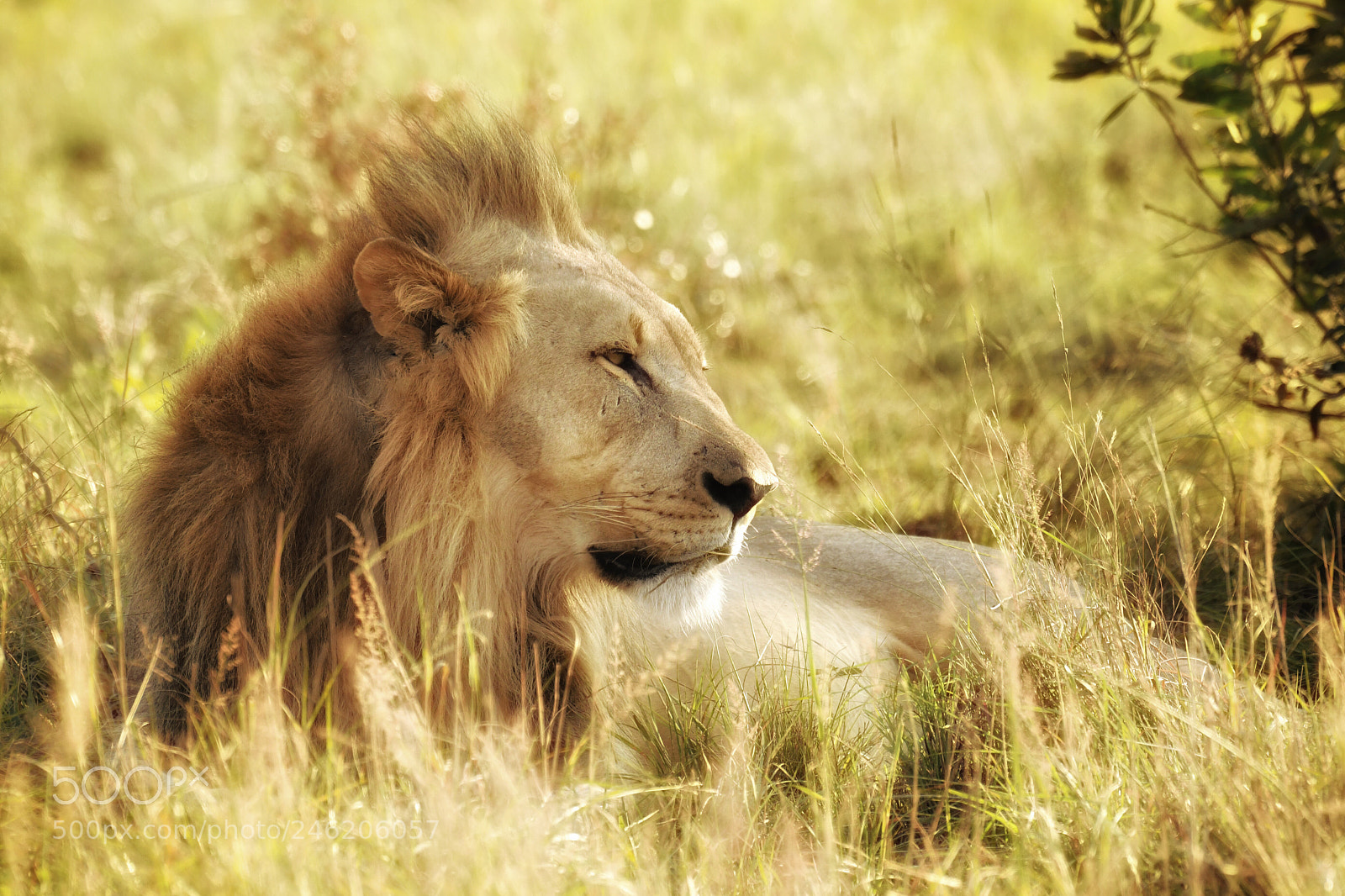 Nikon D500 sample photo. Lion in winter photography