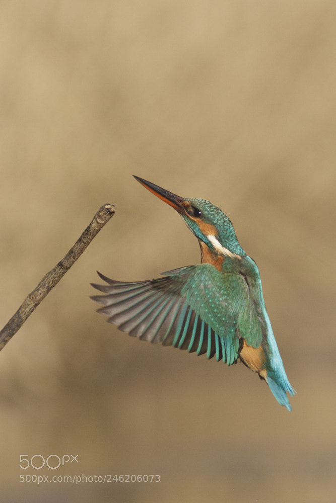 Canon EOS 7D sample photo. Kingfishers in flight photography