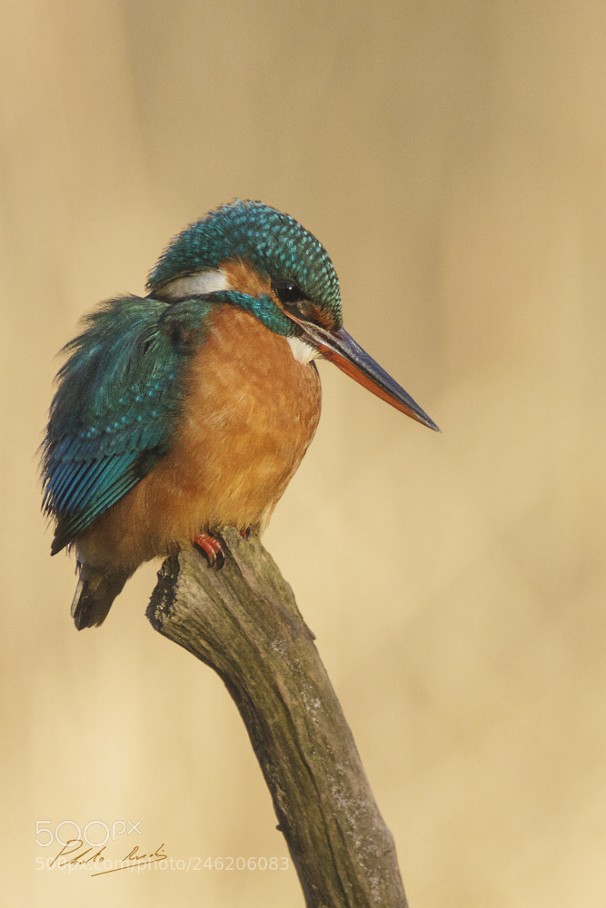 Canon EOS 7D sample photo. Kingfisher on guard photography
