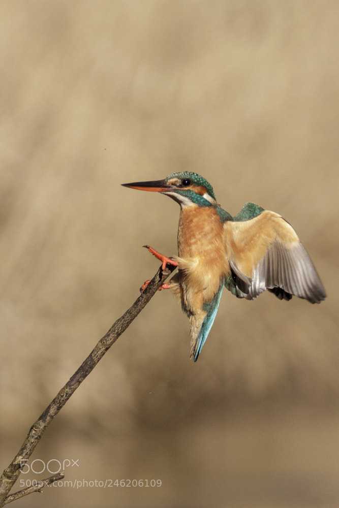 Canon EOS 7D sample photo. Kingfishers during landing photography