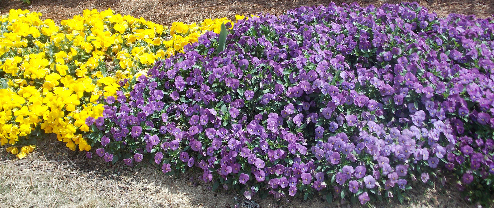 Nikon Coolpix L810 sample photo. Just something about flowers photography