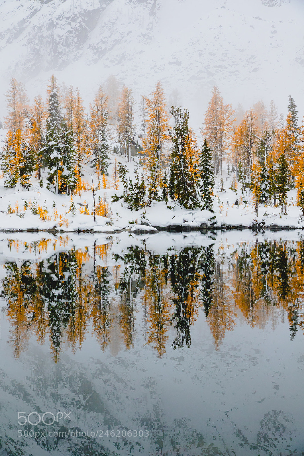 Canon EOS 7D Mark II sample photo. Larch madness photography
