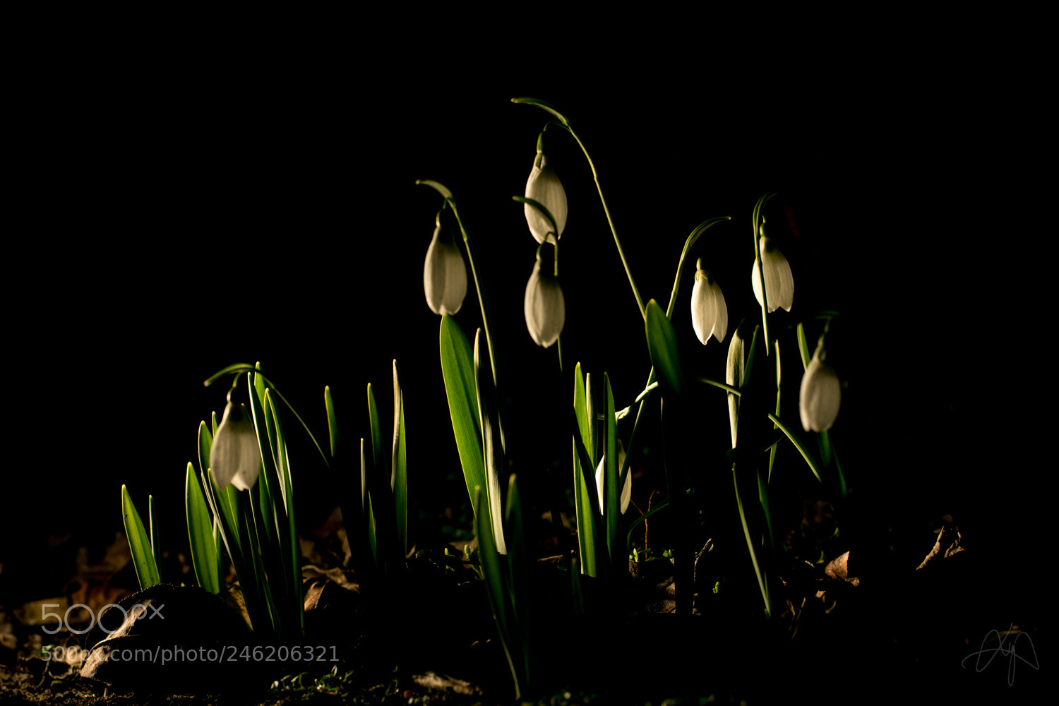 Nikon D3400 sample photo. Snowdrop lamps photography