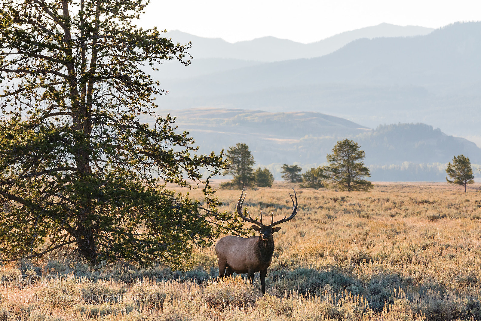 Canon EOS 7D Mark II sample photo. Teton bull elk photography