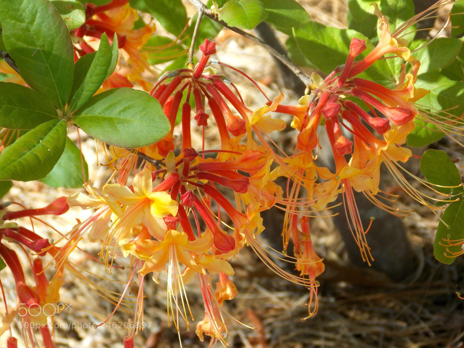 Nikon Coolpix L810 sample photo. Honey suckle beauty’s photography