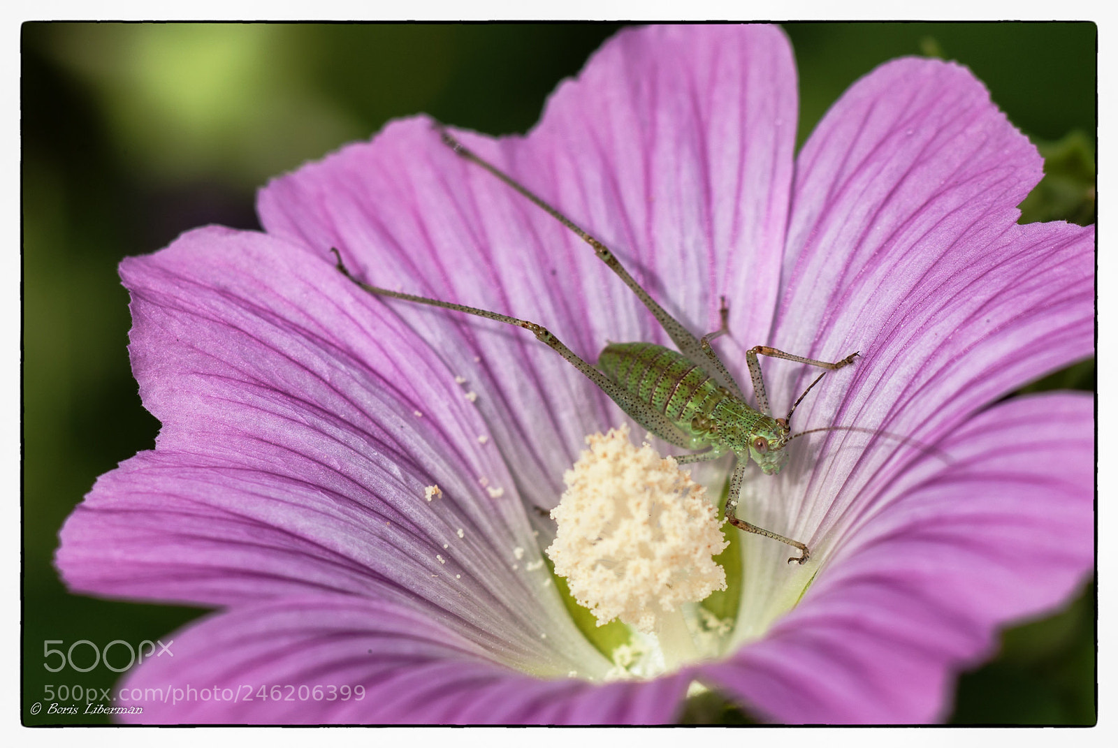 Pentax K10D sample photo. Little fellow photography