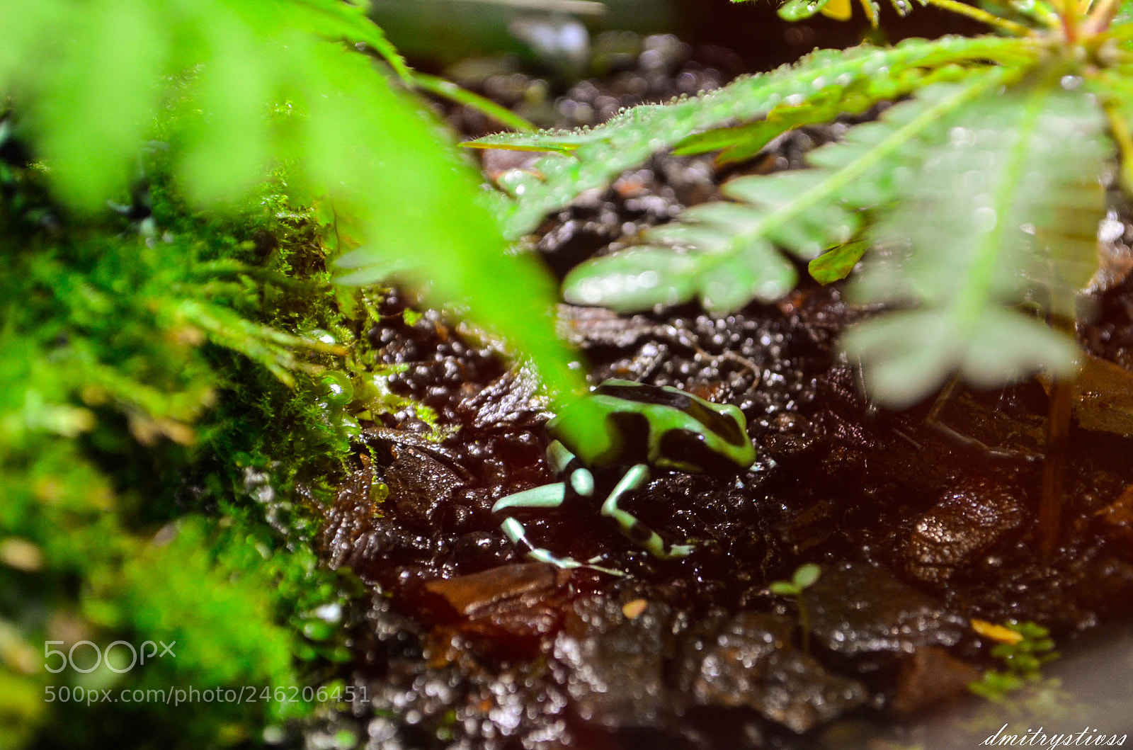 Nikon D5100 sample photo. Frog photography