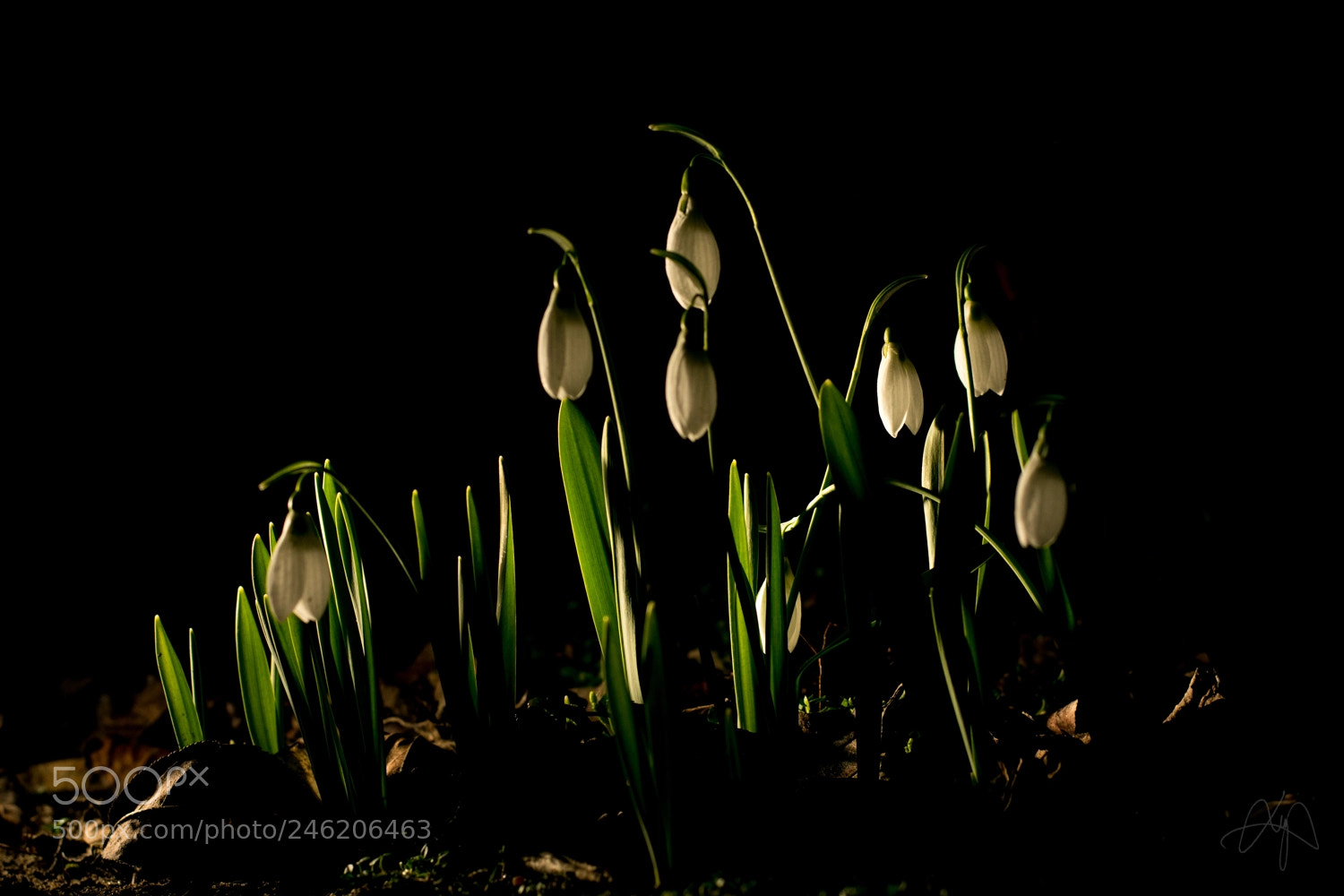 Nikon D3400 sample photo. Snowdrop lamps photography