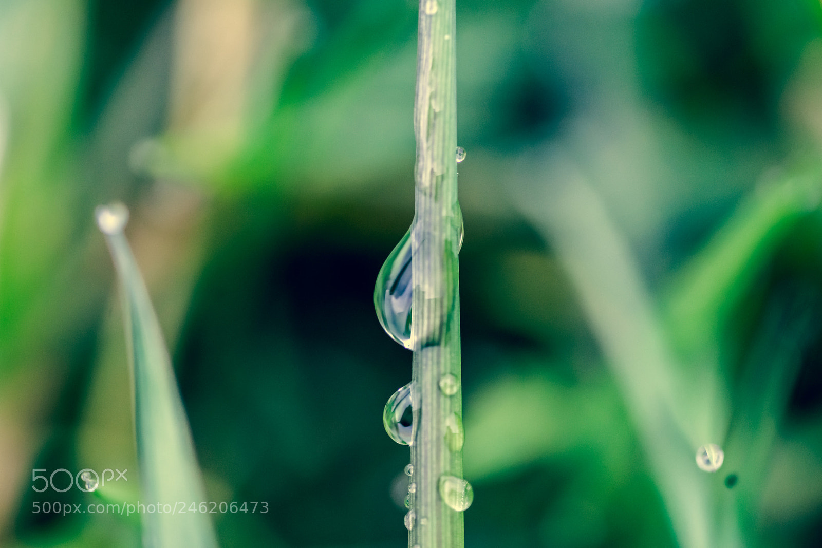 Sony a7 II sample photo. Tears photography