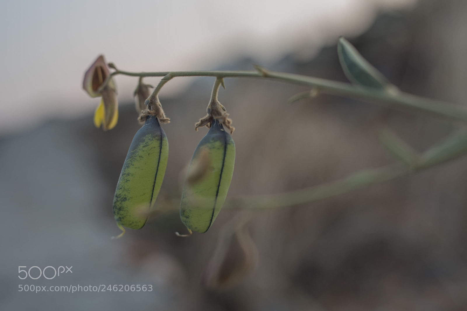 Nikon D810 sample photo. Beans photography