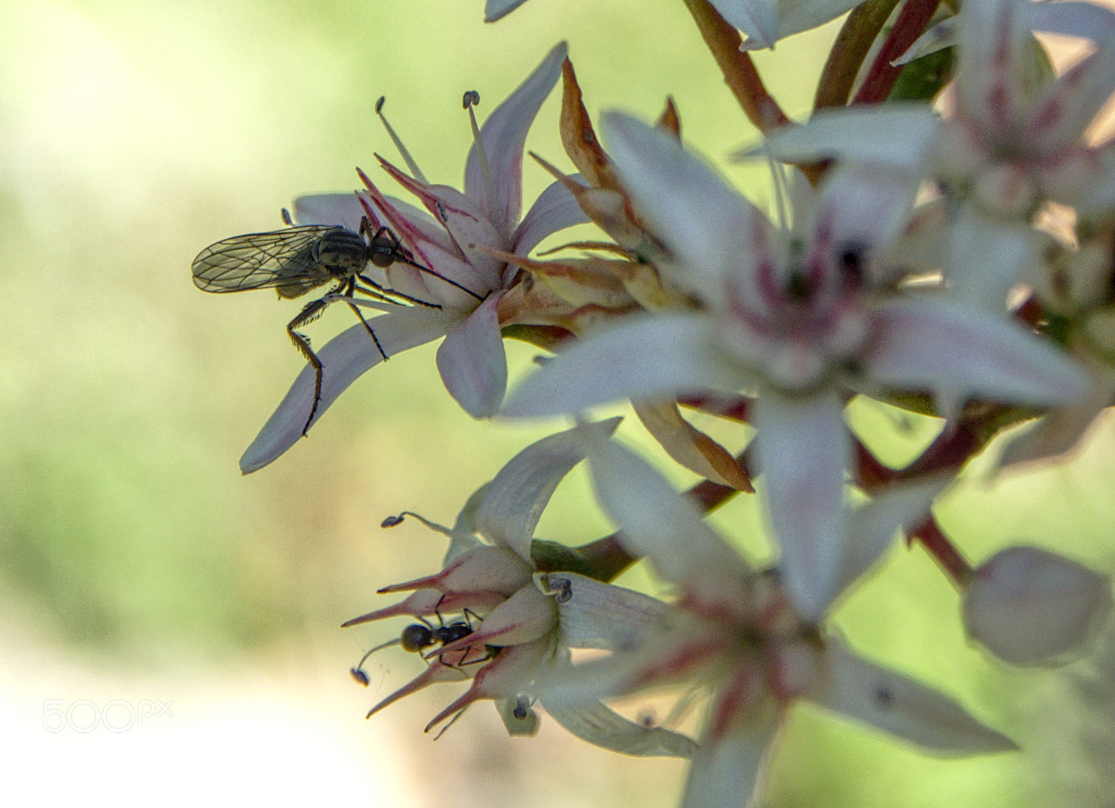 Olympus OM-D E-M10 II sample photo. Mosquito libando néctar photography