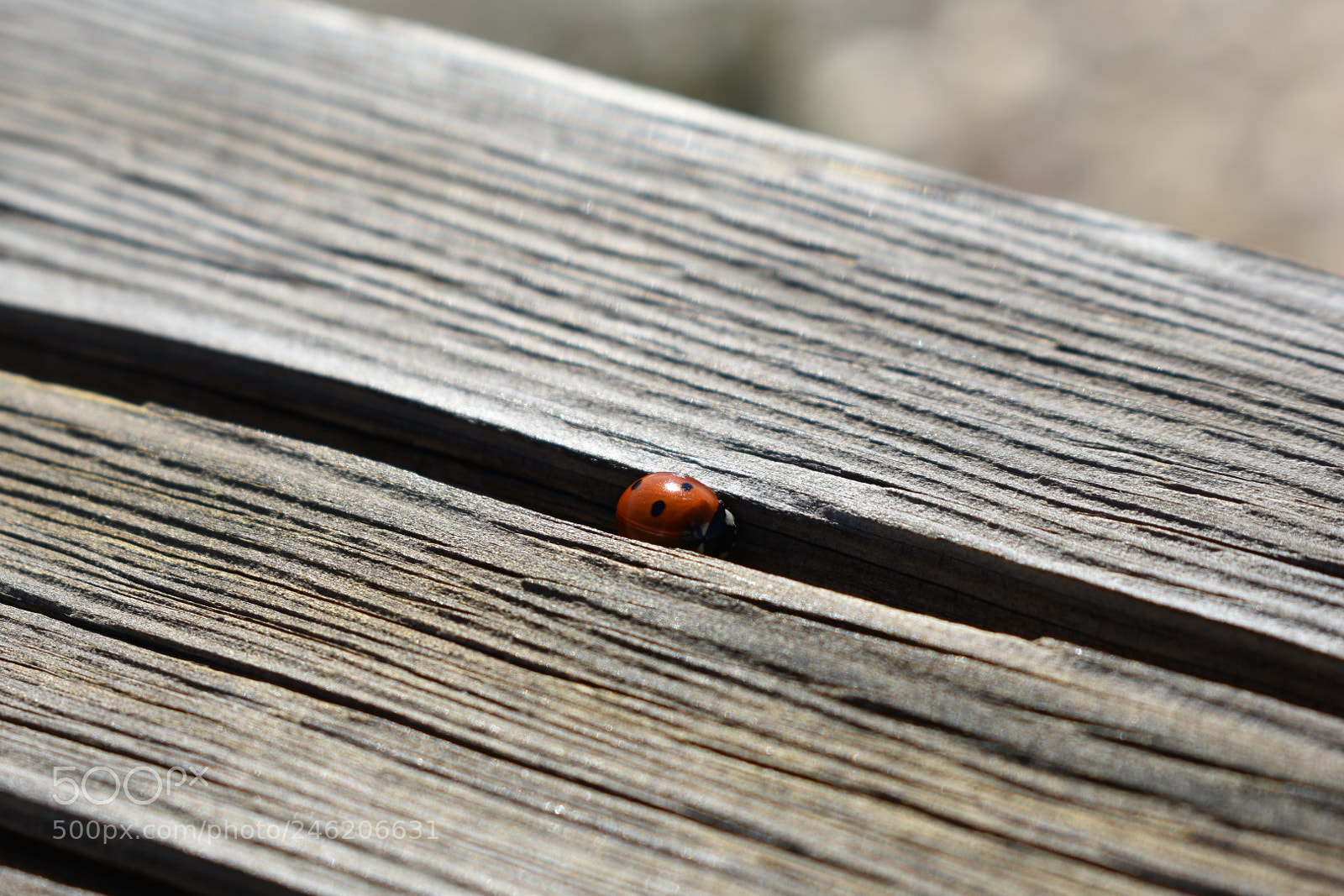 Nikon D3400 sample photo. Mariquita photography