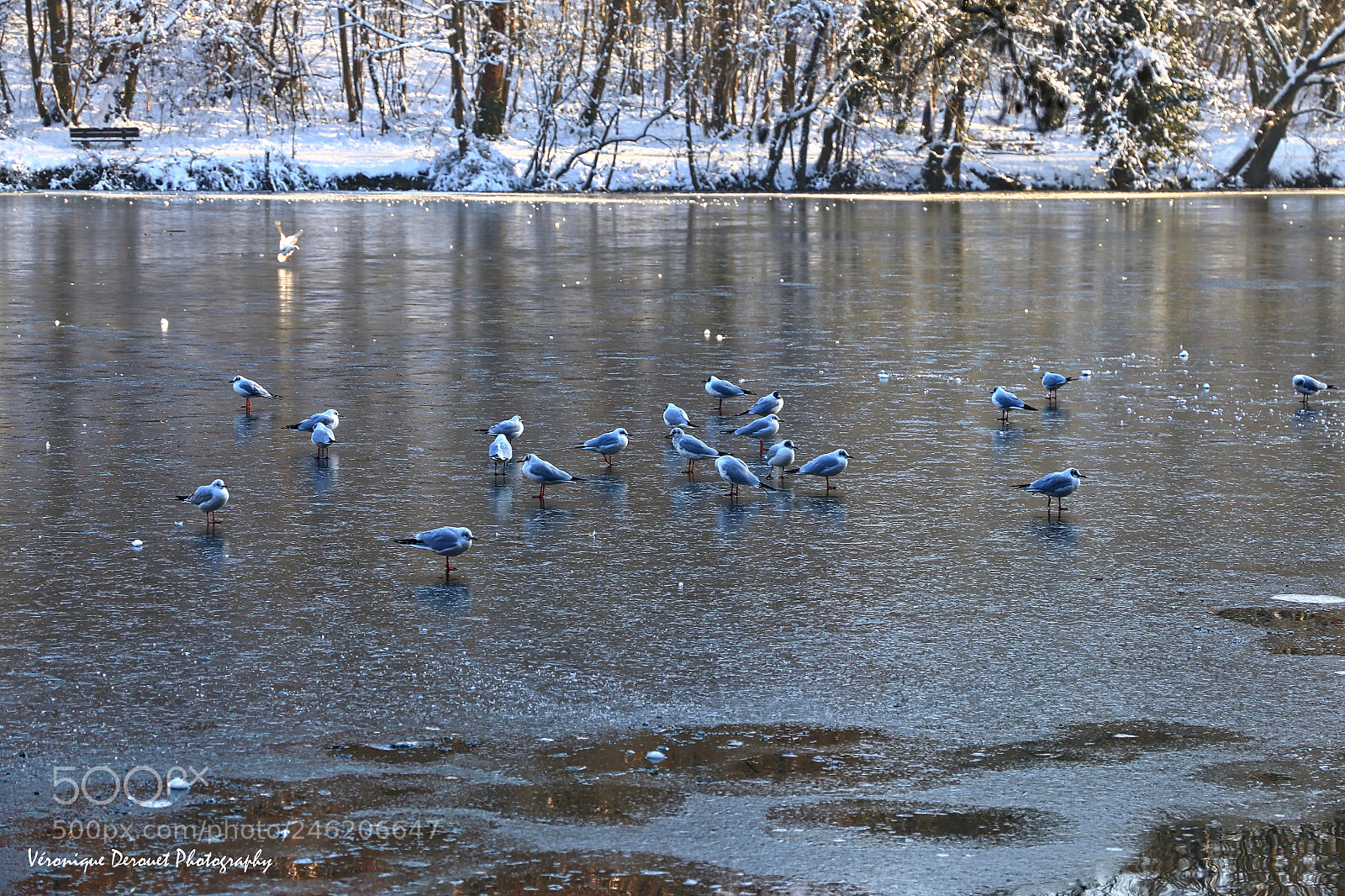 Canon EOS 70D sample photo. Iced pond photography