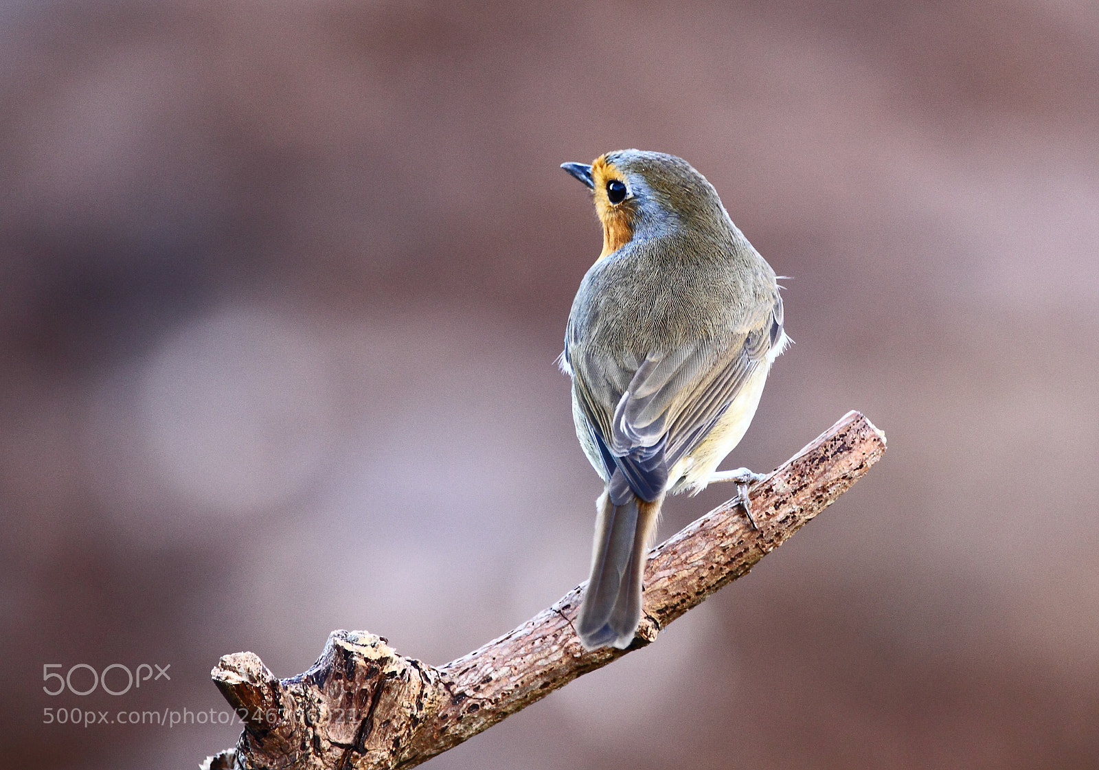 Canon EOS-1D Mark IV sample photo. Robin photography
