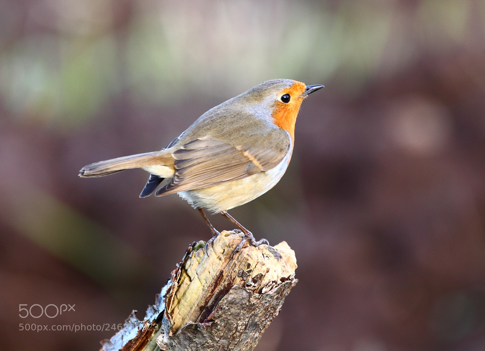 Canon EOS-1D Mark IV sample photo. Robin photography