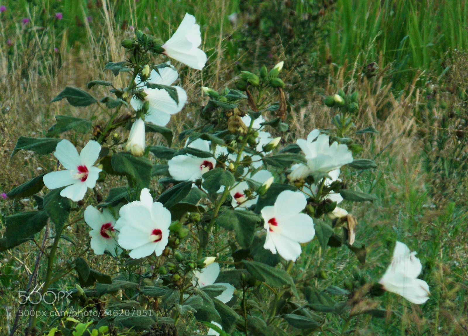 Nikon Coolpix L810 sample photo. Flowers photography