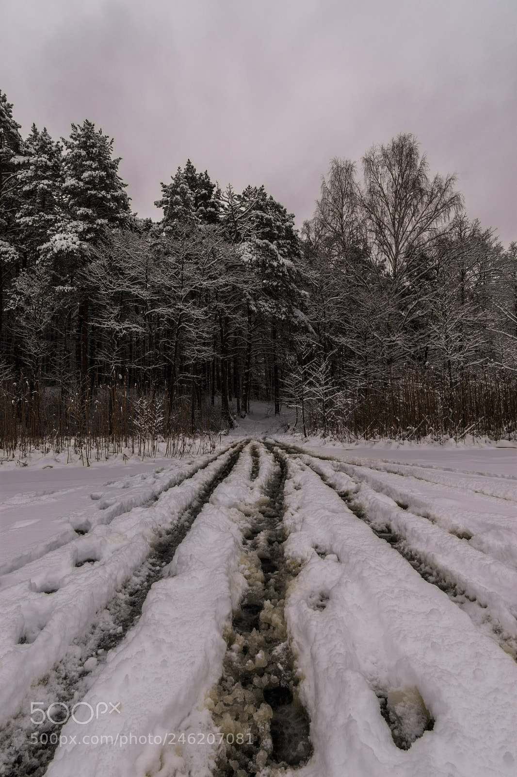 Nikon D7200 sample photo. The winter path photography