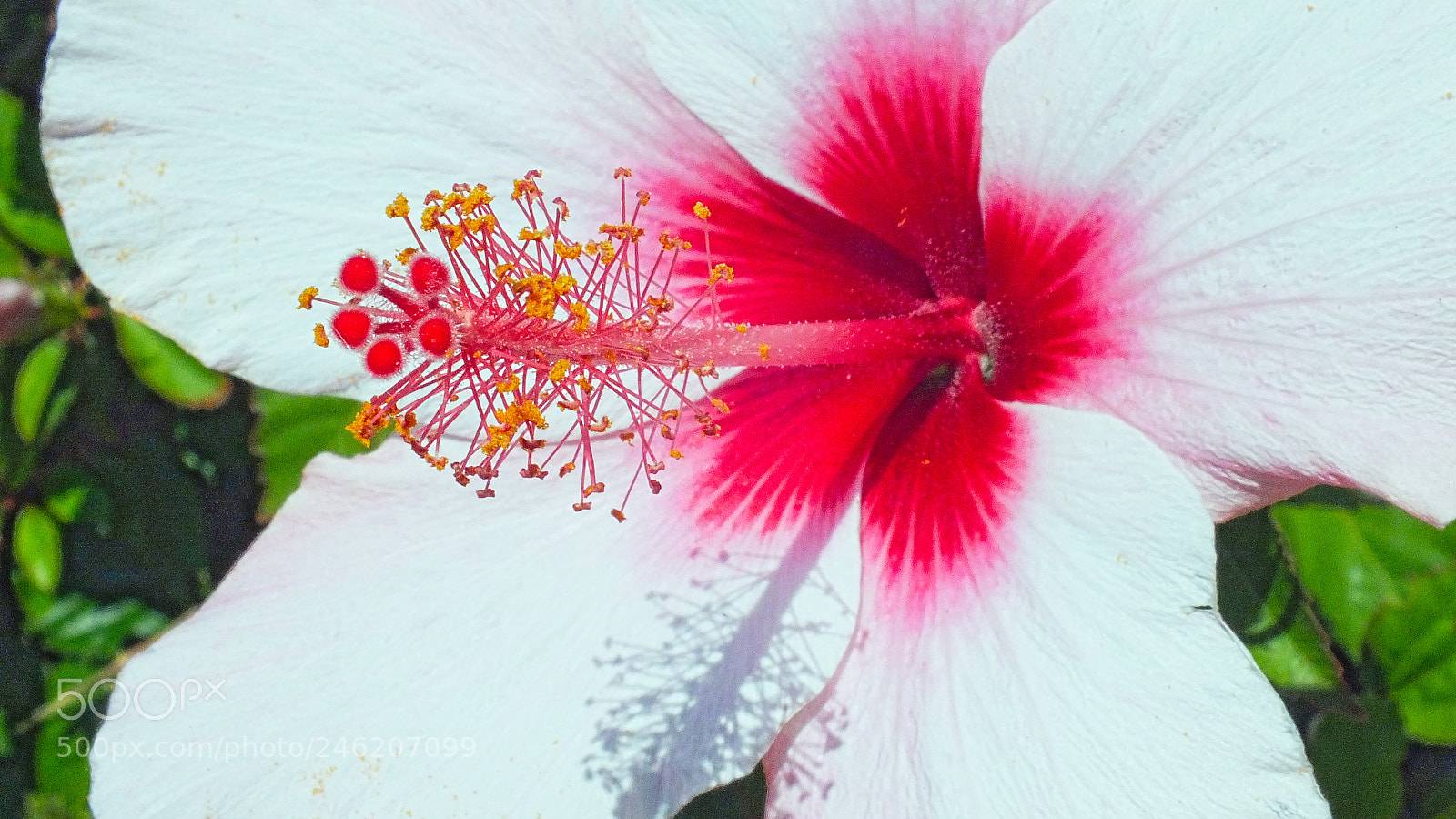 FujiFilm FinePix HS20 EXR (FinePix HS22 EXR) sample photo. Hibiscus photography