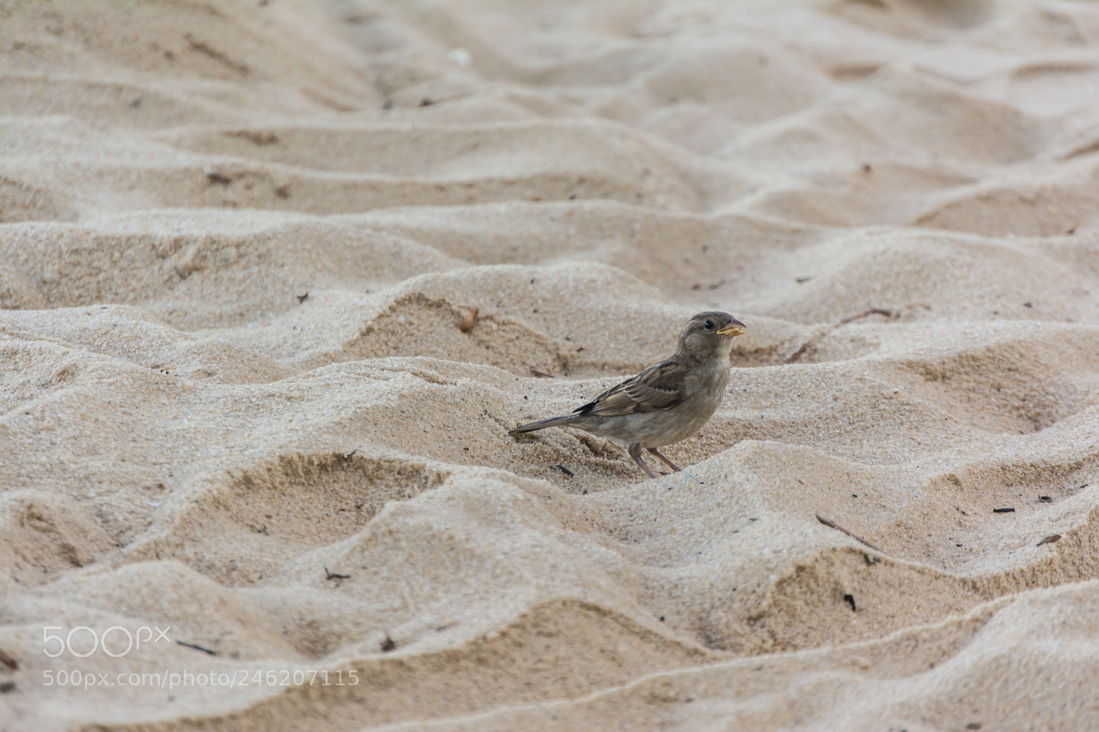 Nikon D5200 sample photo. Lovely bird photography
