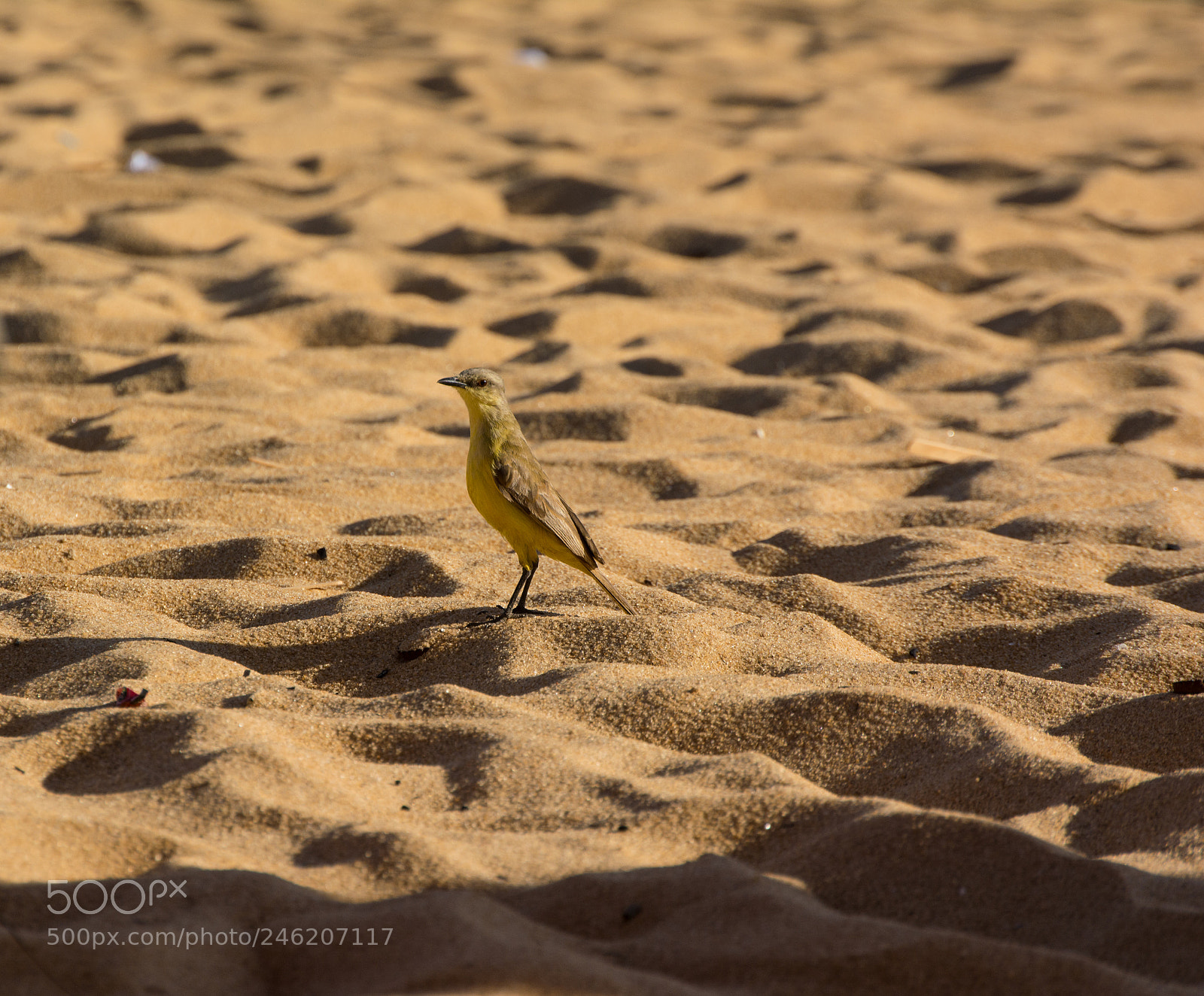 Nikon D5200 sample photo. Bird on the sunny photography
