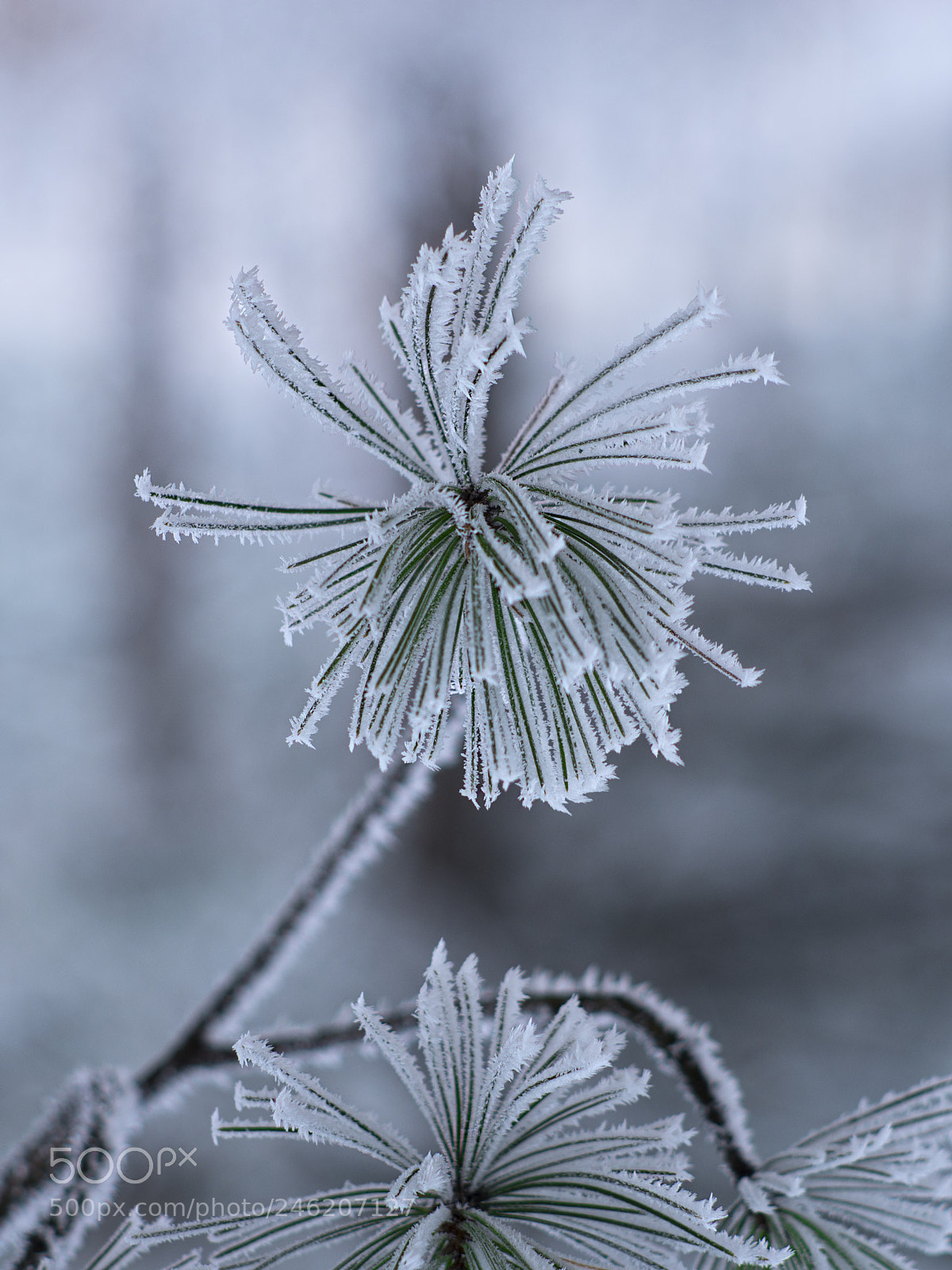 Nikon D610 sample photo. Plant photography