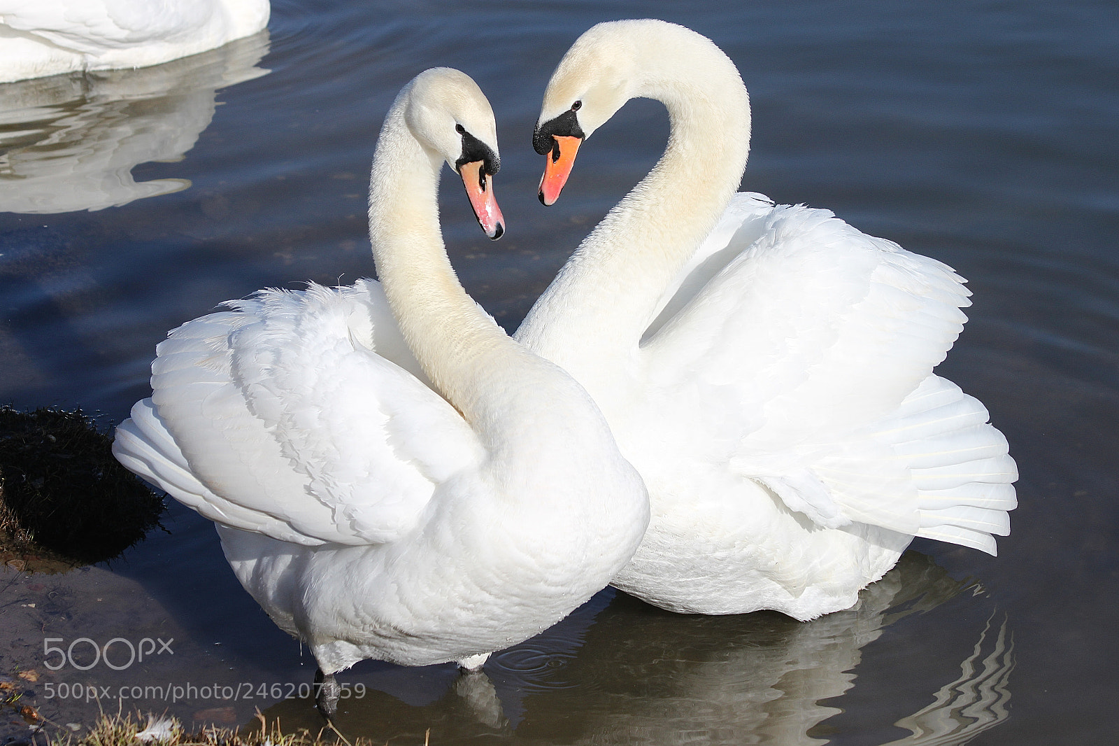 Canon EOS 500D (EOS Rebel T1i / EOS Kiss X3) sample photo. Amour de cygne! photography