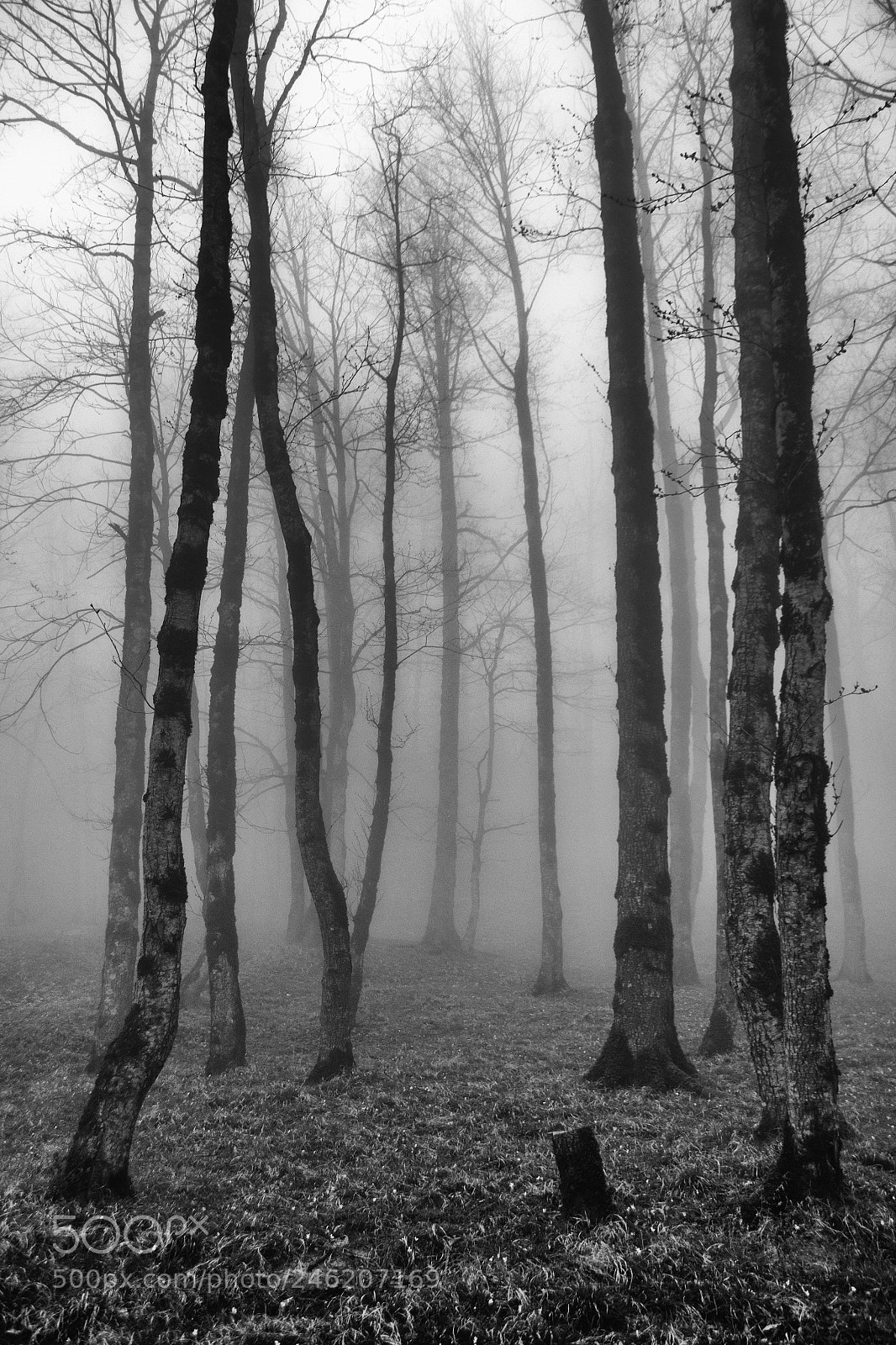 Nikon D3100 sample photo. Forest photography