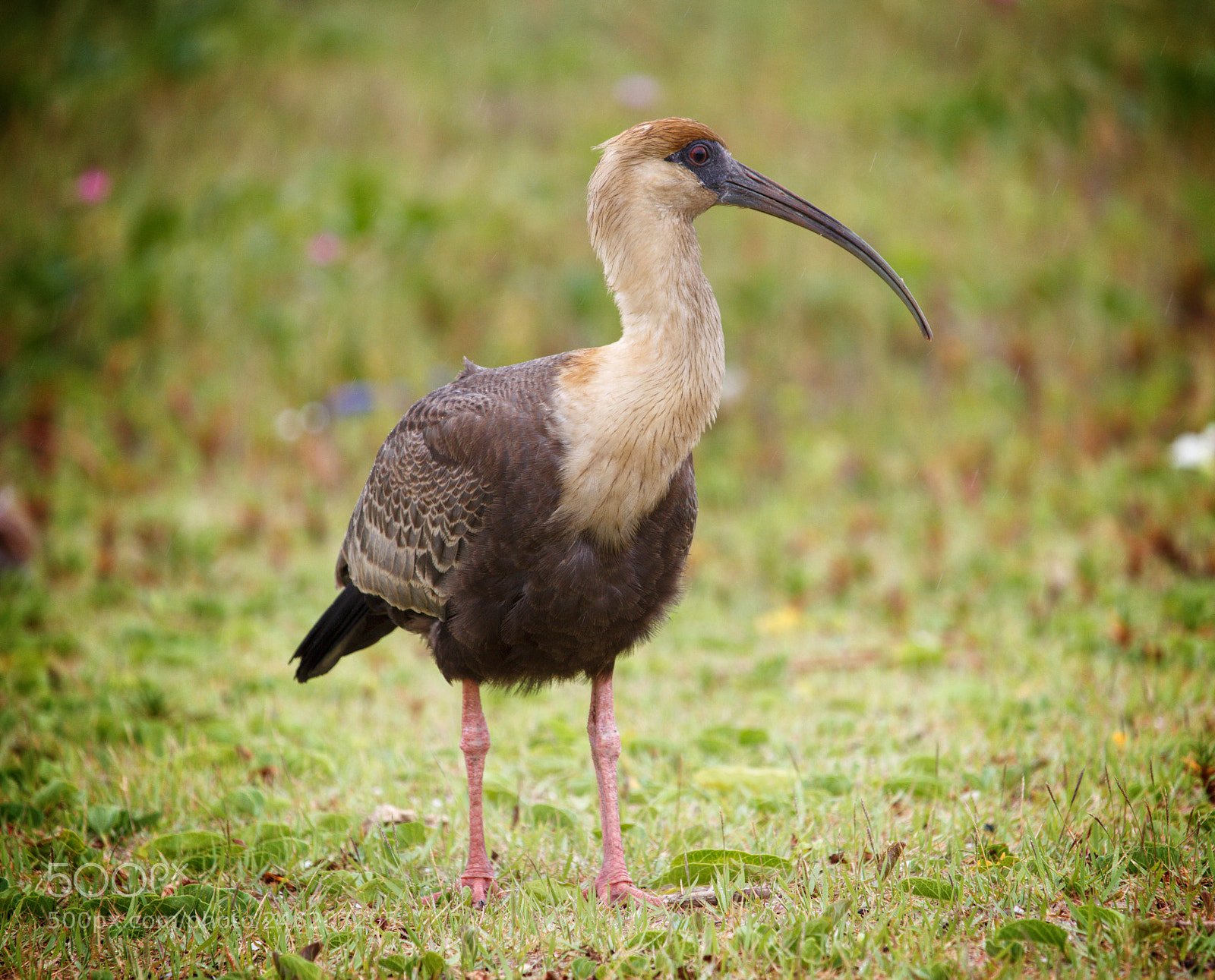 Canon EOS 700D (EOS Rebel T5i / EOS Kiss X7i) sample photo. Ibis photography
