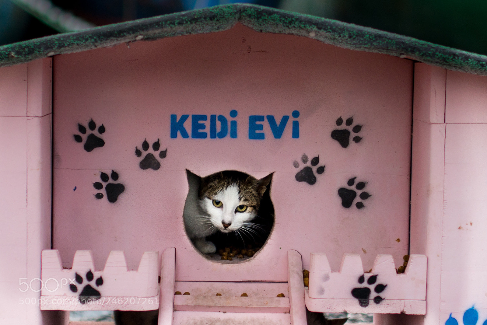 Nikon D610 sample photo. Pink house... photography