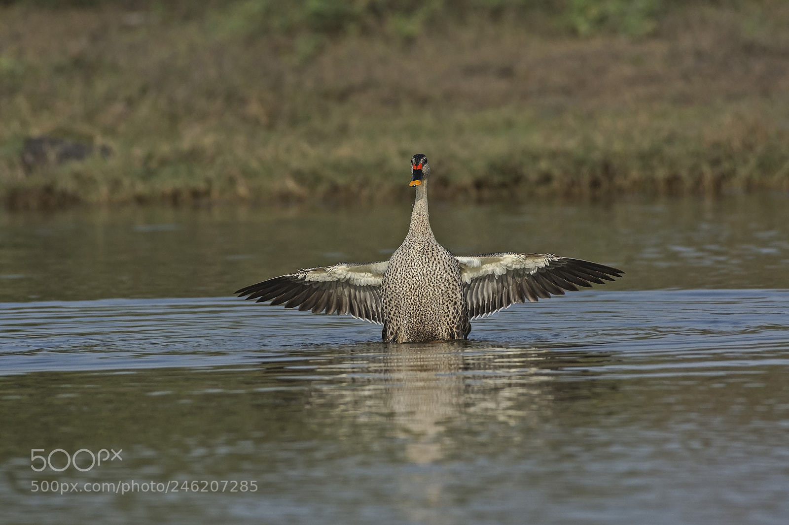 Nikon D7200 sample photo. Spot-bellied duck photography