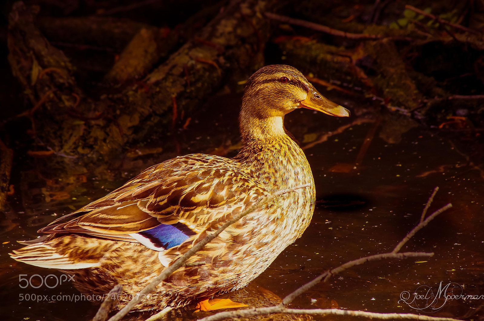 Sony SLT-A57 sample photo. Duck ! photography