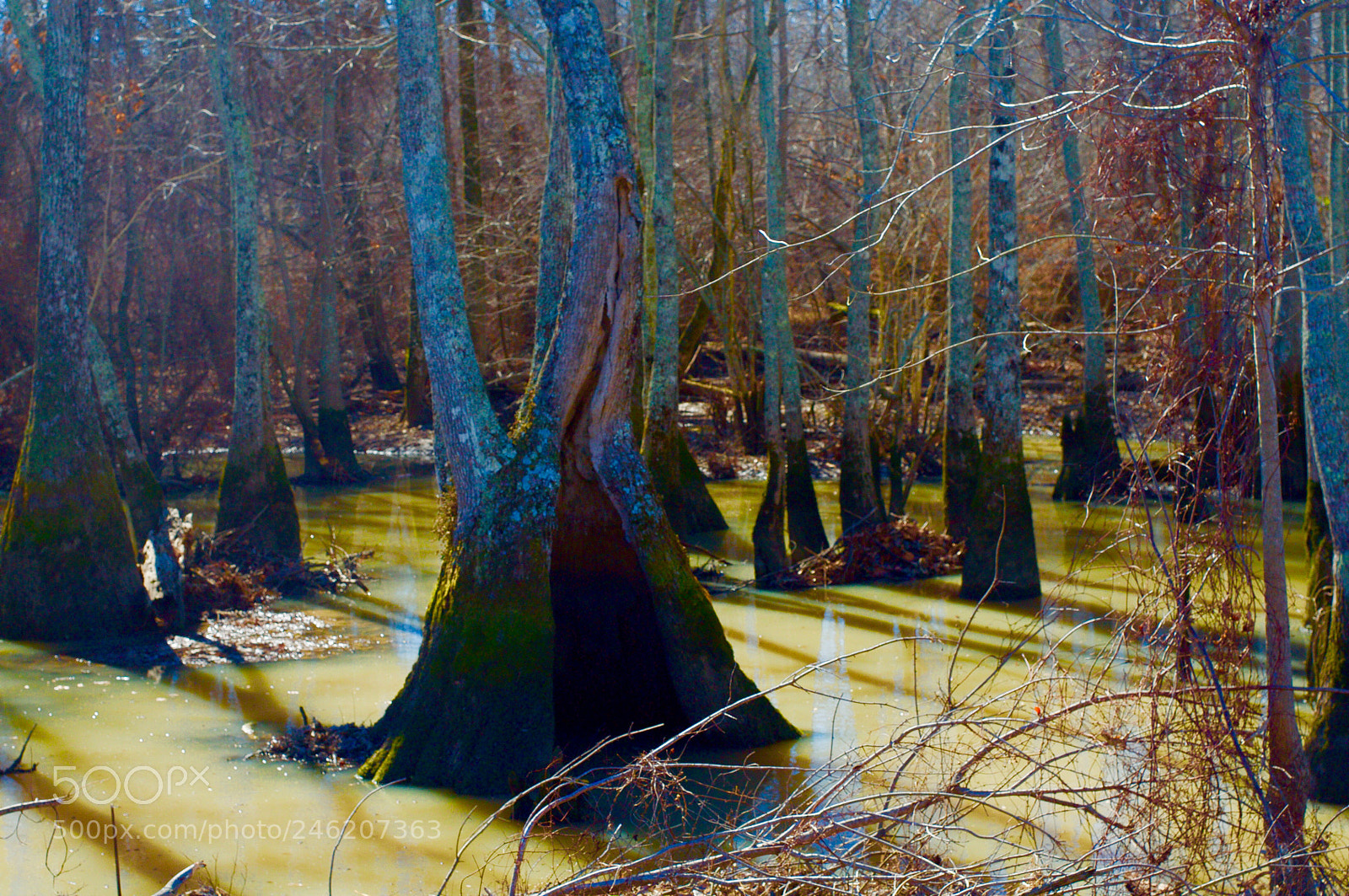 Nikon D5000 sample photo. Arkansas trees in the photography