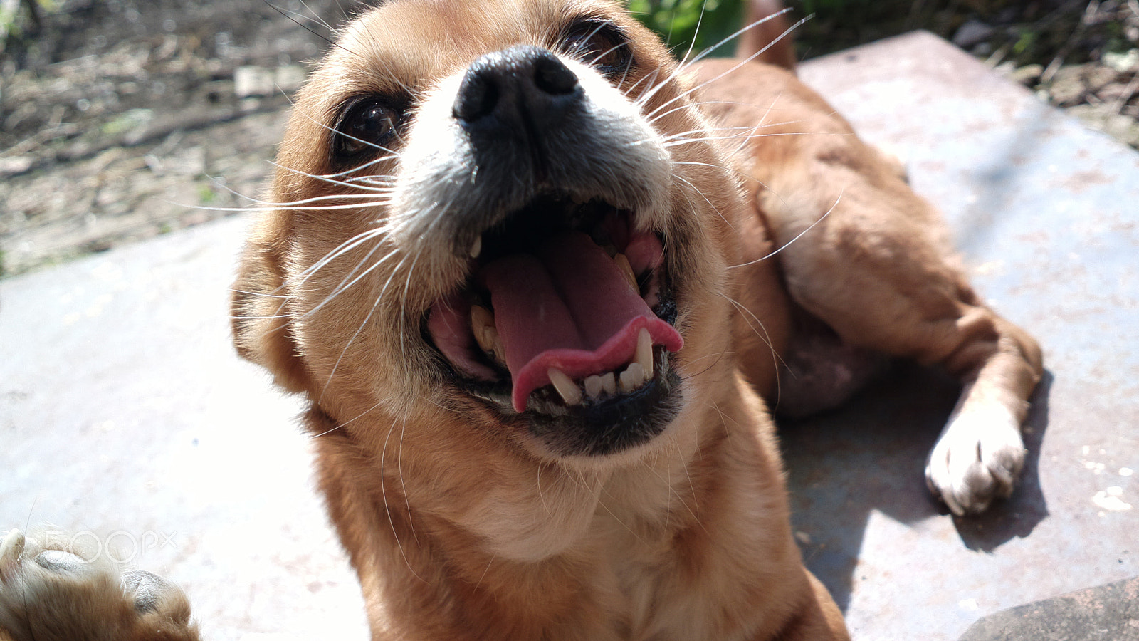 Nokia 808 PureView sample photo. My happy dog smiling for the camera photography