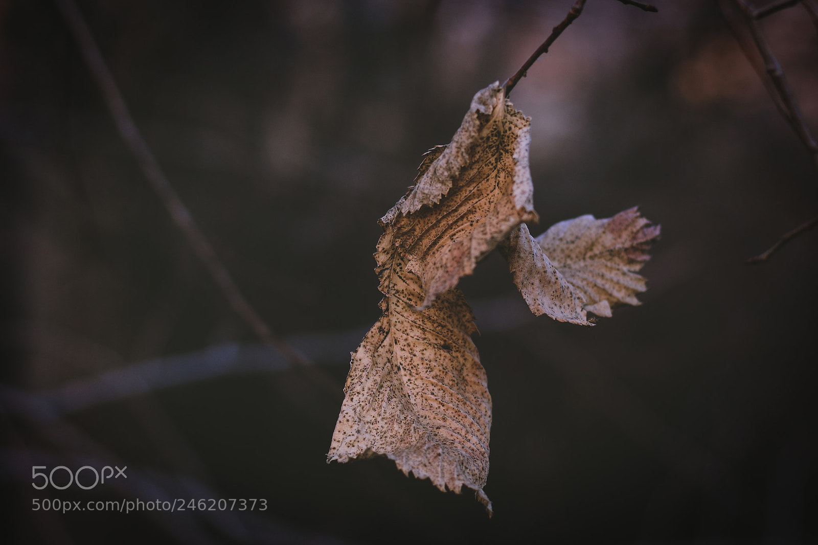 Canon EOS 650D (EOS Rebel T4i / EOS Kiss X6i) sample photo. Leaf photography