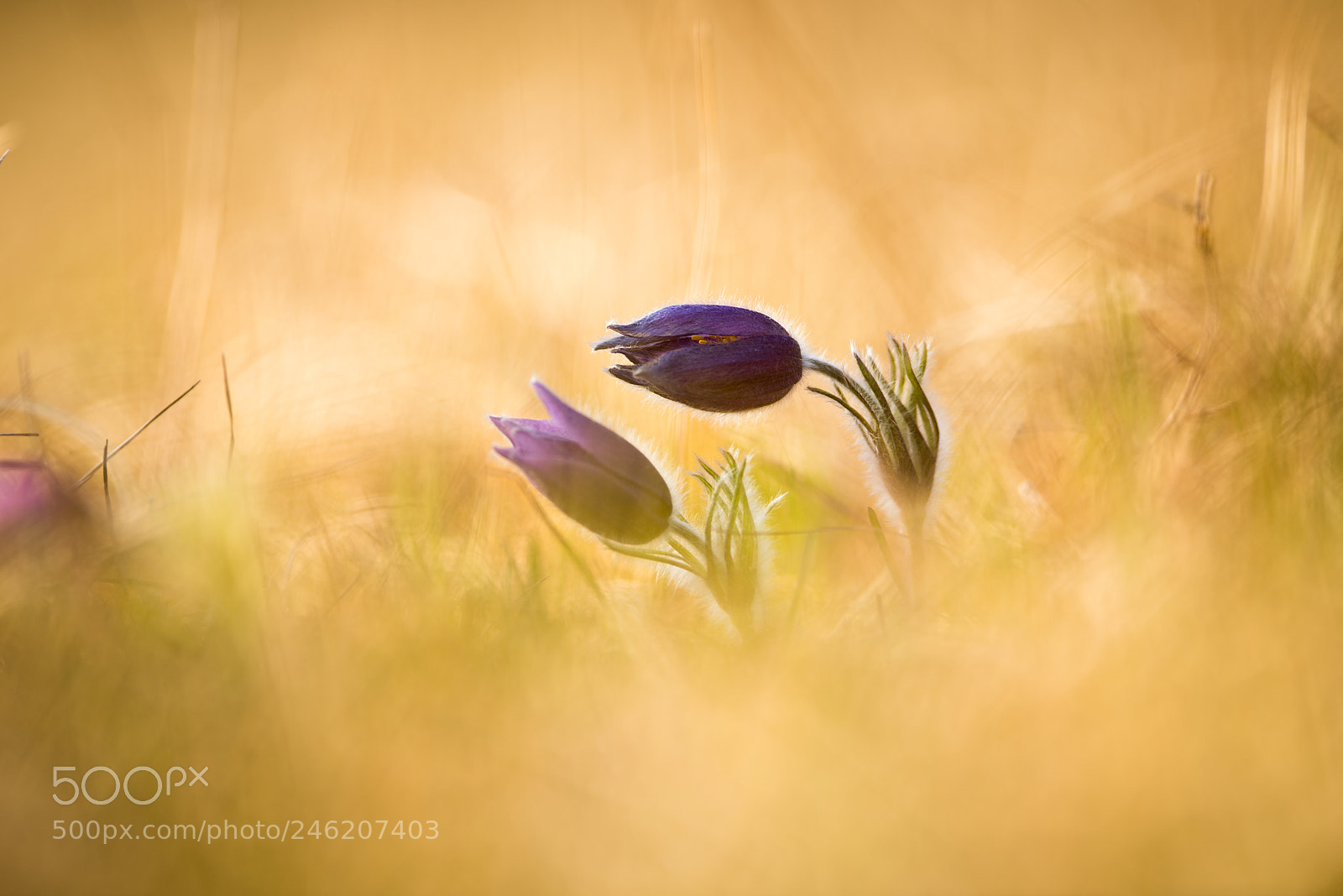 Nikon D810 sample photo. Pulsatilla photography