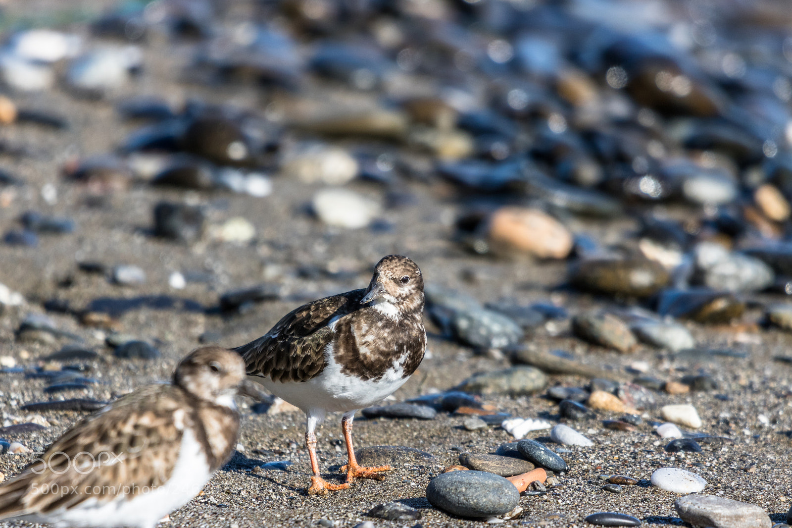 Canon EOS 750D (EOS Rebel T6i / EOS Kiss X8i) sample photo. Turnstones on the beach photography