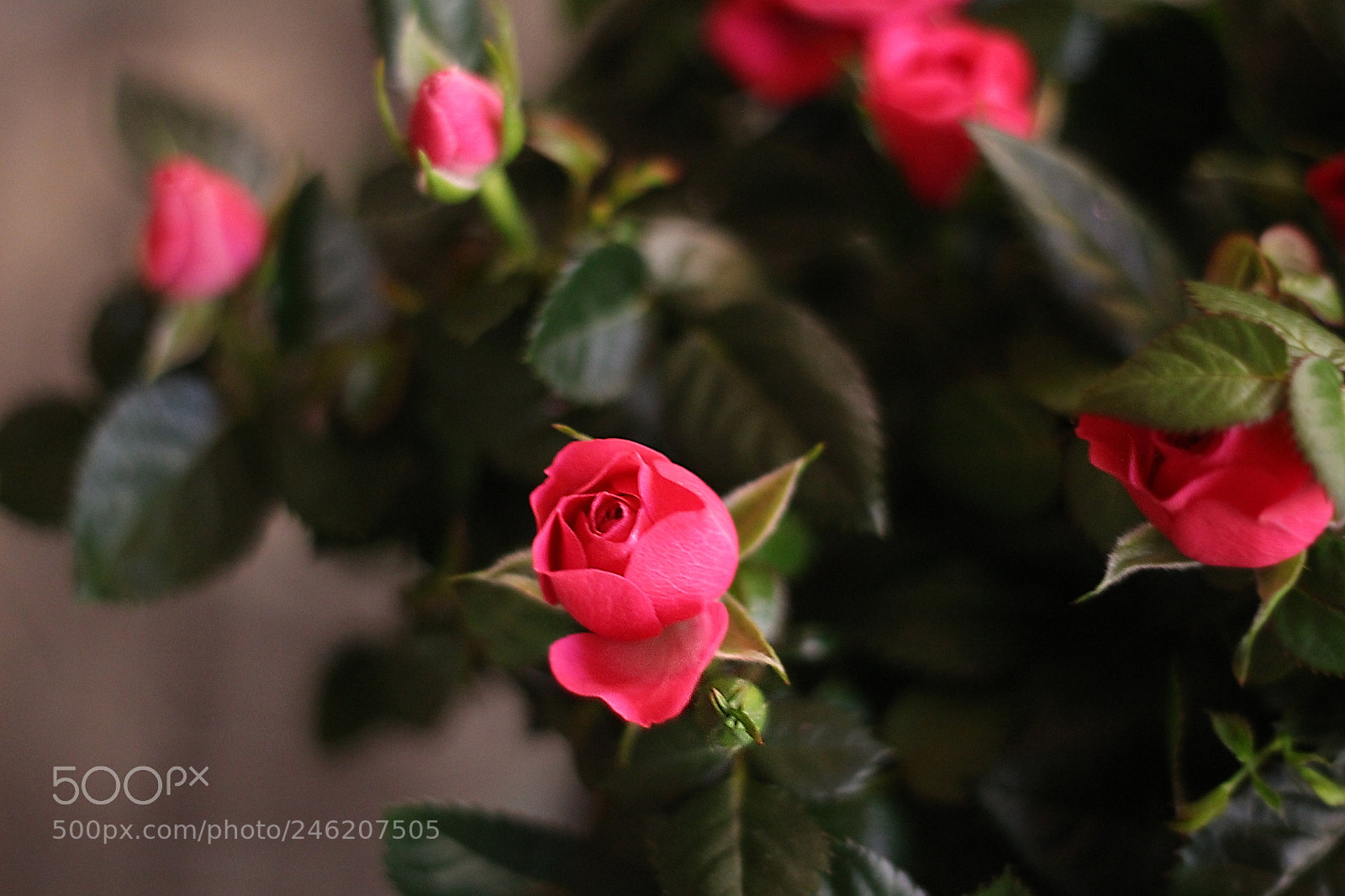 Canon EOS 100D (EOS Rebel SL1 / EOS Kiss X7) sample photo. Petit rosier photography