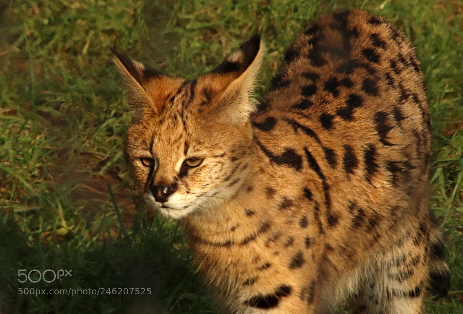 Canon EOS 800D (EOS Rebel T7i / EOS Kiss X9i) sample photo. Serval photography