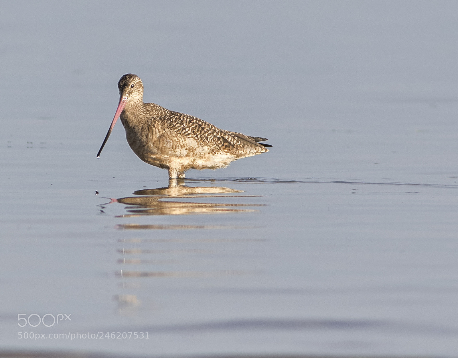 Canon EOS 7D Mark II sample photo. Marbled godwit photography