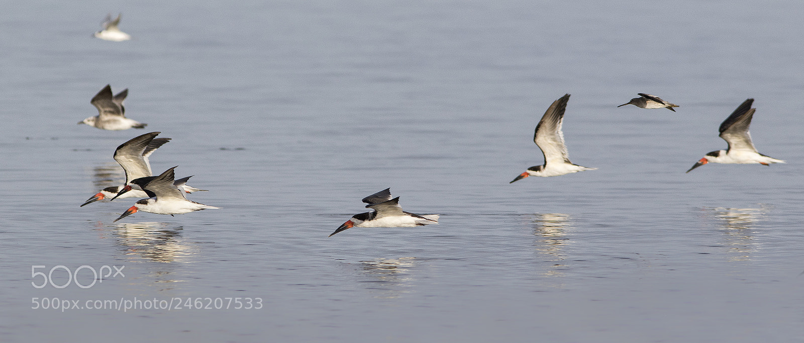 Canon EOS 7D Mark II sample photo. Skimmers in flight photography