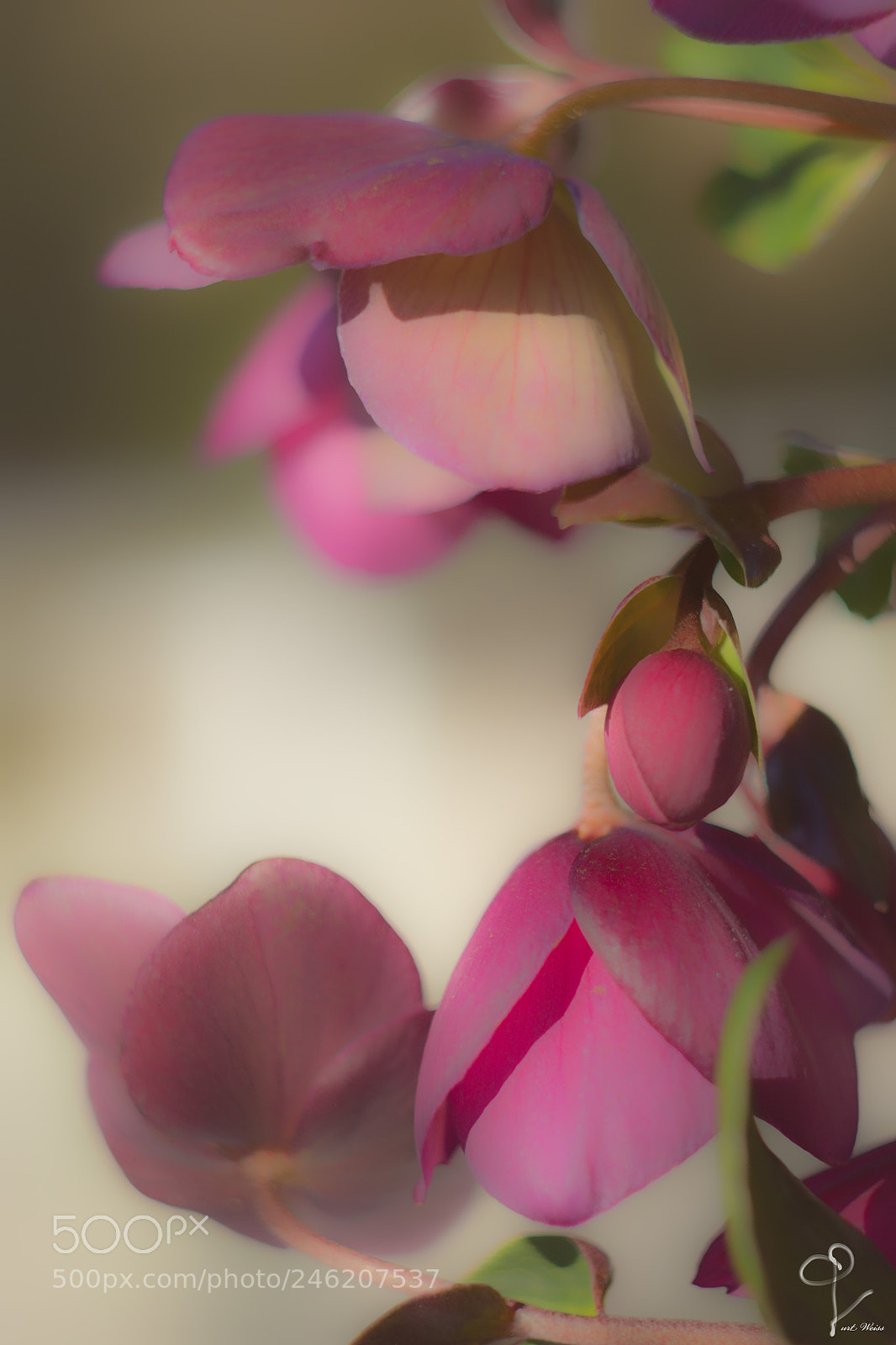 Nikon D7100 sample photo. Christrose photography